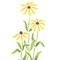 Black-Eyed Susans Flower Wall Stencil | 757 by Designer Stencils | Reusable